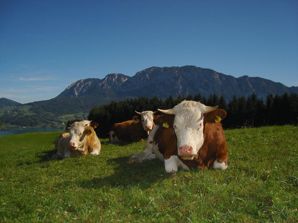 Ferienhof Margarethengut Unterach am Attersee Εξωτερικό φωτογραφία